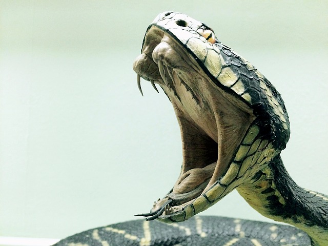 Imagen de culebra para significado de los suenos con serpientes. 