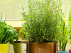 Plantas Para El Hogar