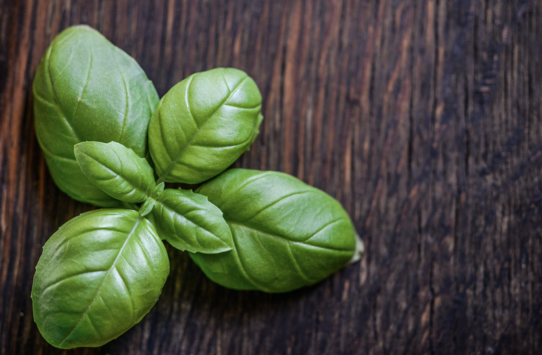 Albahaca - Planta Sagrada